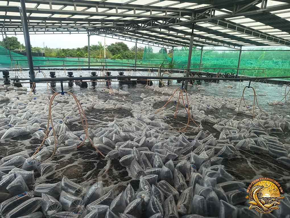 nuoi-tom-cong-nghe-cao