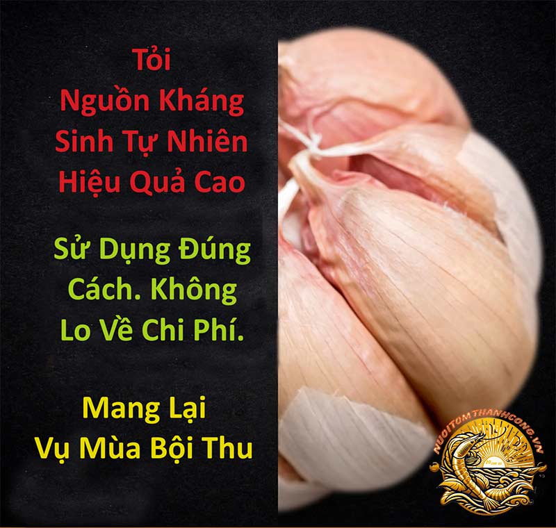 Tỏi. Nguồn Kháng Sinh Tự Nhiên Hiệu Quả Cao