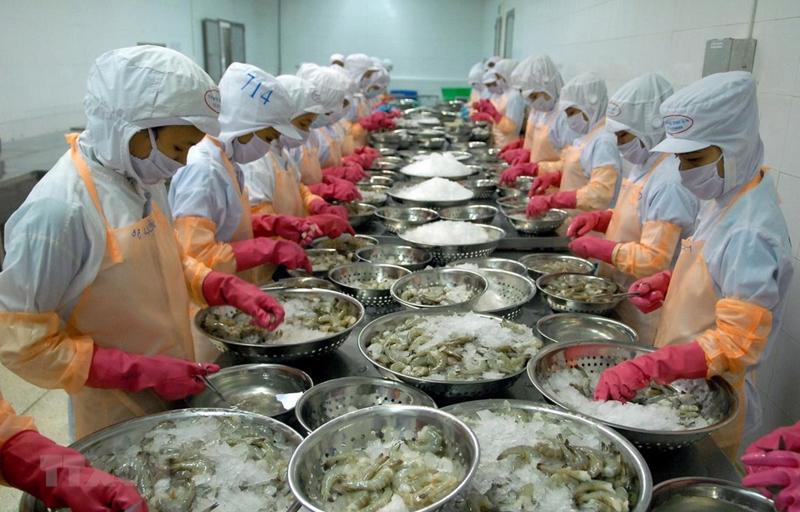Tôm Việt Nam Gặp Khó