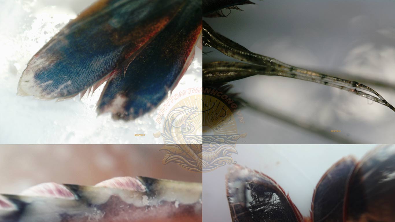 Các Phụ Bộ Tôm Dể Bị Ký Sinh Trùng