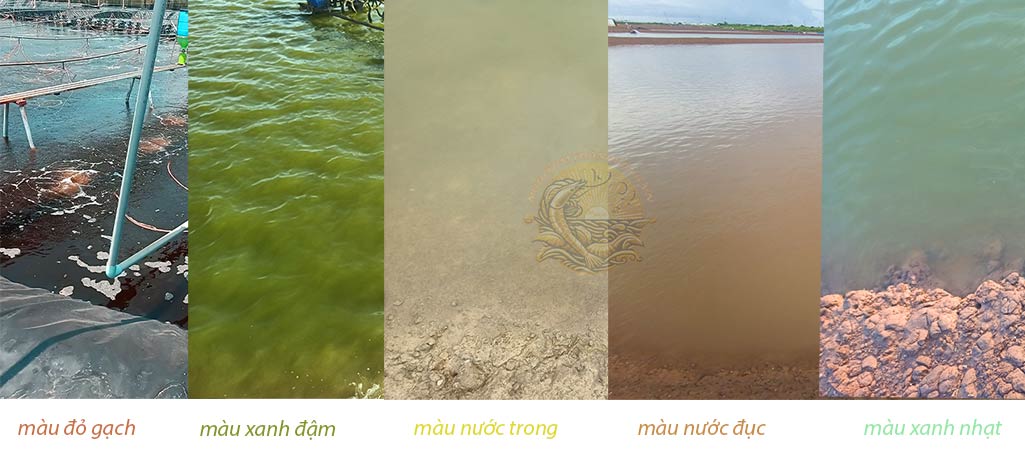 Màu Nước Ao Nuôi Tôm